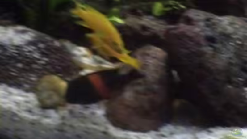 Besatz im Aquarium Becken 1534 von Martin Grimm (24)