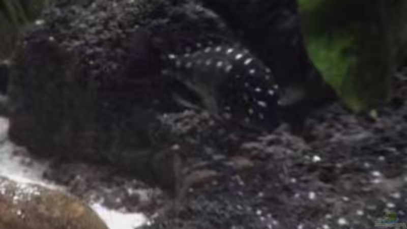 Besatz im Aquarium Becken 1534 von Martin Grimm (25)