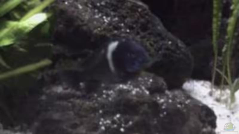 Besatz im Aquarium Becken 1534 von Martin Grimm (26)