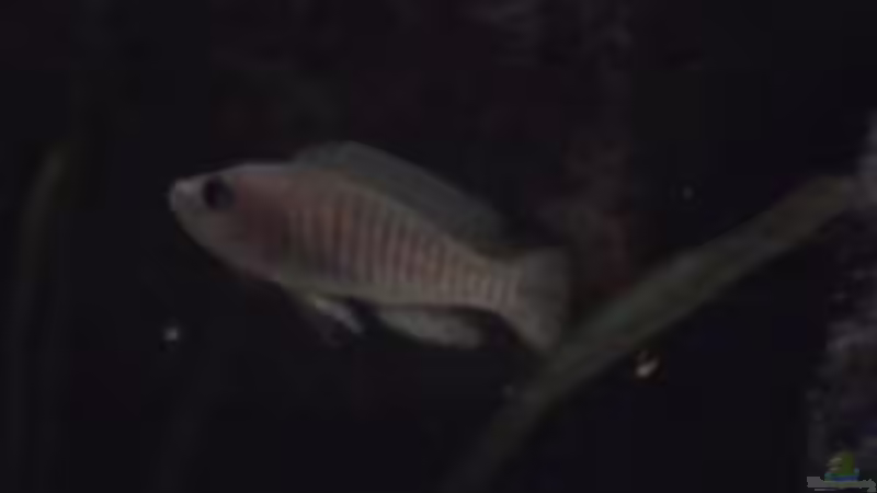 Besatz im Aquarium Becken 1534 von Martin Grimm (27)