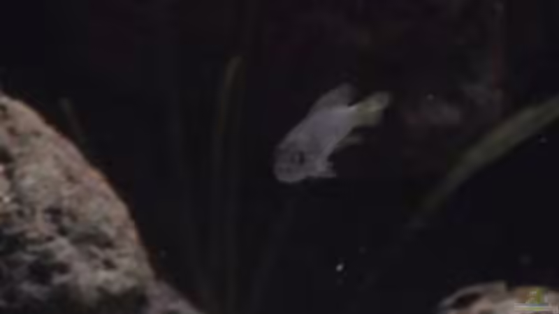 Besatz im Aquarium Becken 1534 von Martin Grimm (28)