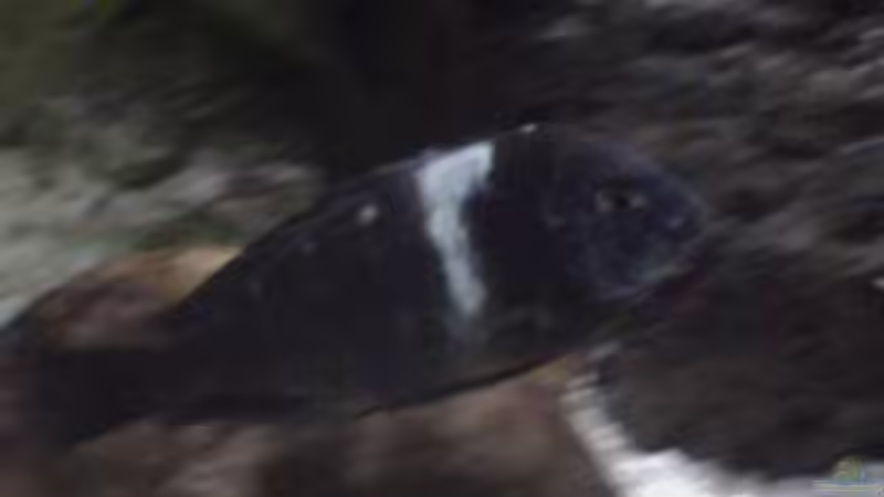 Besatz im Aquarium Becken 1534 von Martin Grimm (29)