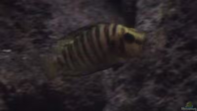 Besatz im Aquarium Becken 1534 von Martin Grimm (30)