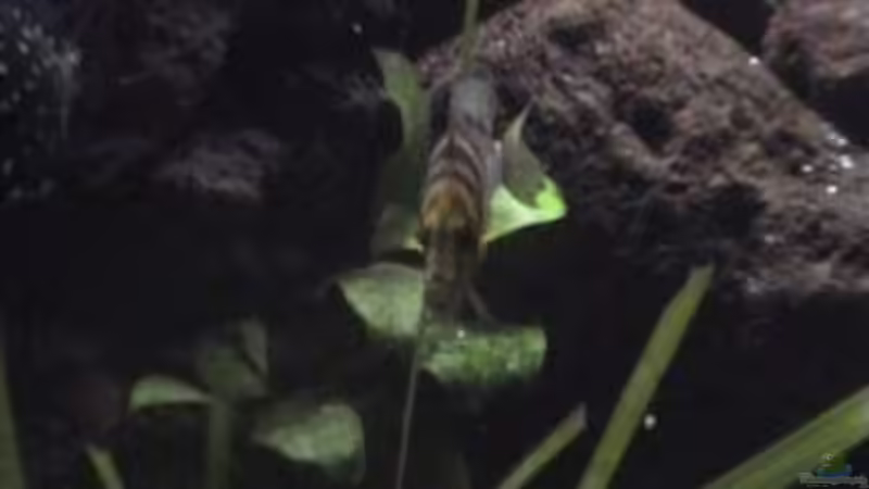 Besatz im Aquarium Becken 1534 von Martin Grimm (31)