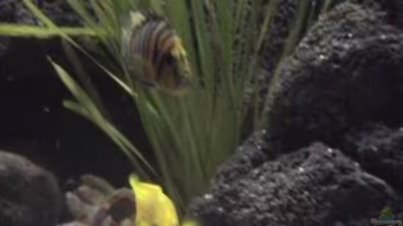 Besatz im Aquarium Becken 1534 von Martin Grimm (32)