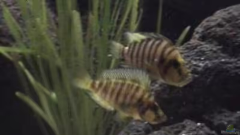 Besatz im Aquarium Becken 1534 von Martin Grimm (33)