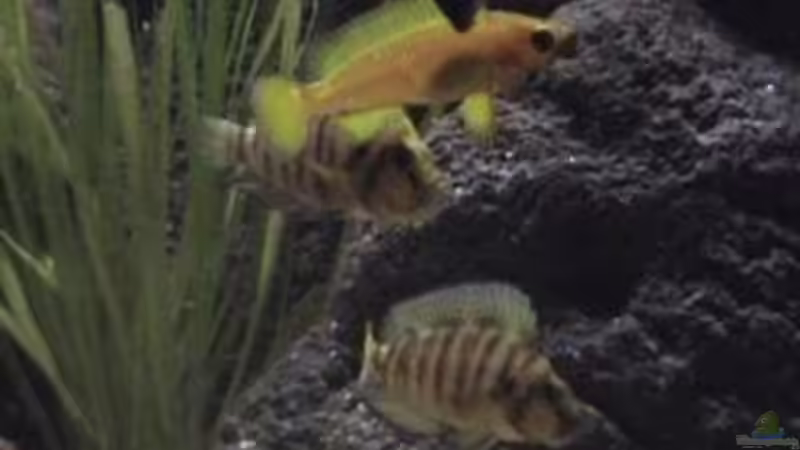 Besatz im Aquarium Becken 1534 von Martin Grimm (34)