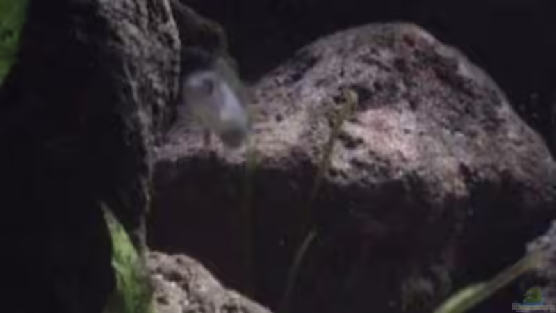 Besatz im Aquarium Becken 1534 von Martin Grimm (35)