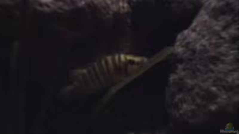 Besatz im Aquarium Becken 1534 von Martin Grimm (37)