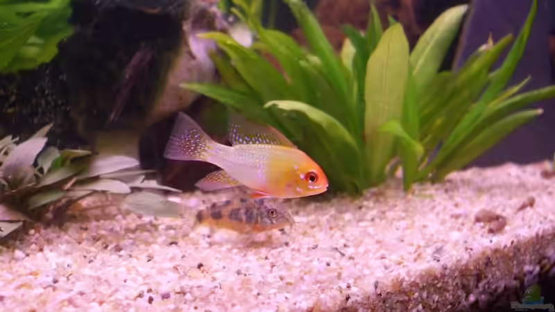 Besatz im Aquarium Becken 15396 von Schnuppi (10)