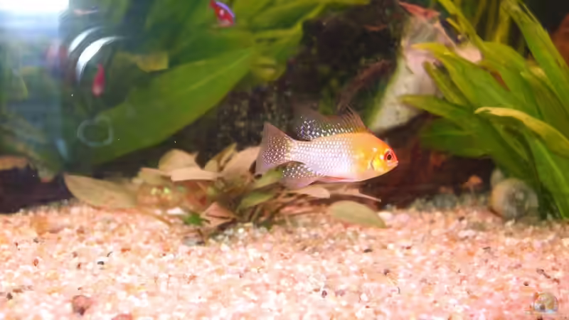 Besatz im Aquarium Becken 15396 von Schnuppi (11)