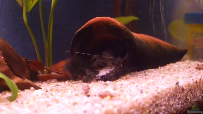 Besatz im Aquarium Becken 15396 von Schnuppi (13)