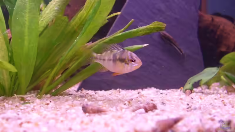 Besatz im Aquarium Becken 15396 von Schnuppi (5)