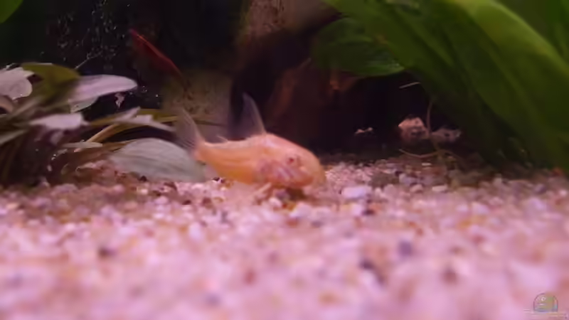 Besatz im Aquarium Becken 15396 von Schnuppi (6)