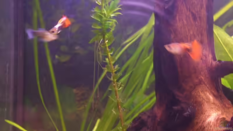 Besatz im Aquarium Becken 15396 von Schnuppi (8)