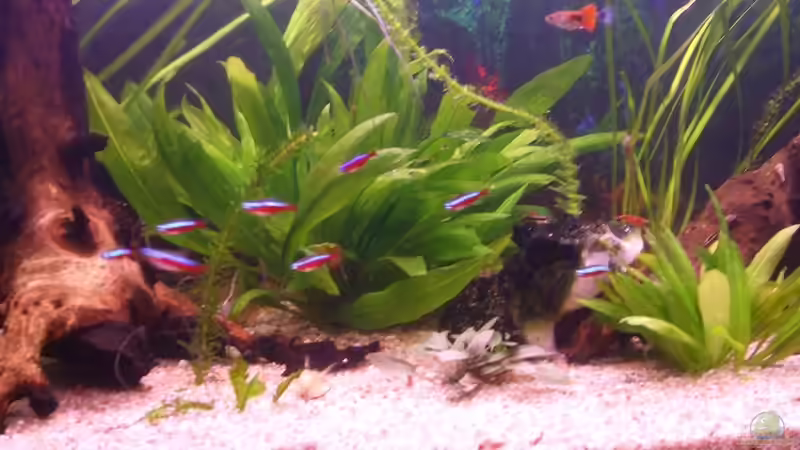 Besatz im Aquarium Becken 15396 von Schnuppi (9)