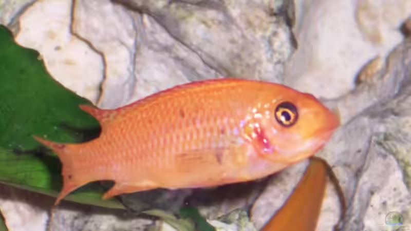 Besatz im Aquarium Becken 1541 von Elena Miessbrandt (4)