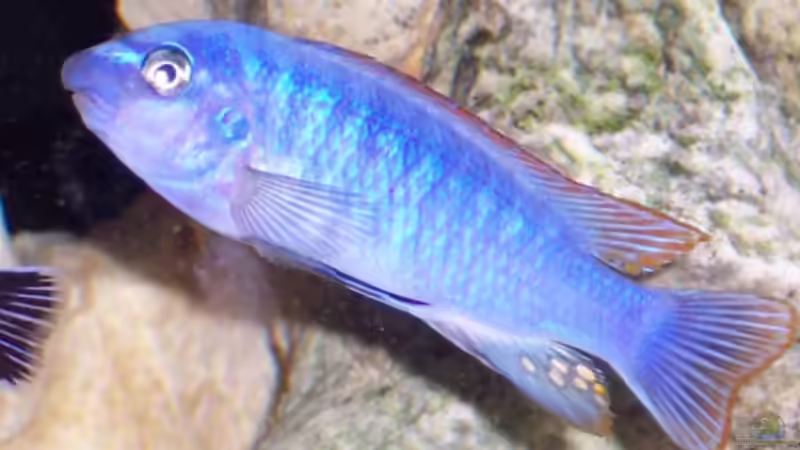 Besatz im Aquarium Becken 1541 von Elena Miessbrandt (5)