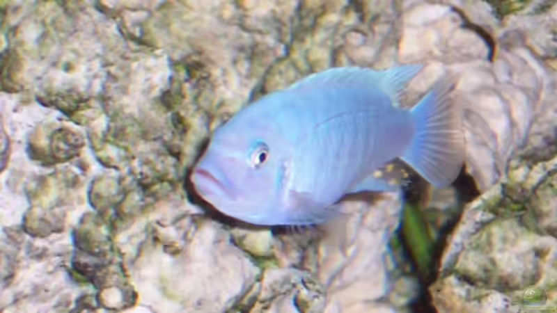 Besatz im Aquarium Becken 1541 von Elena Miessbrandt (6)