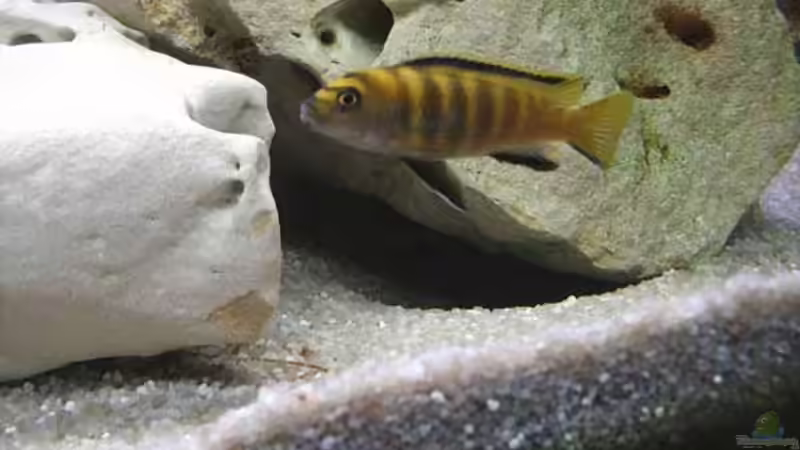 Besatz im Aquarium Becken 1548 von Roland Meyer (10)