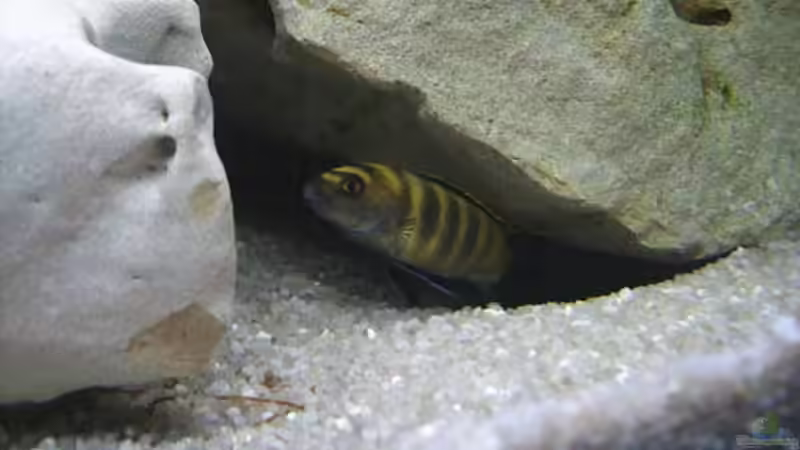 Besatz im Aquarium Becken 1548 von Roland Meyer (11)