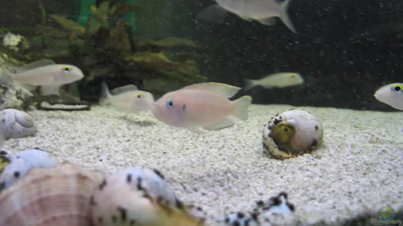 Besatz im Aquarium Becken 1548 von Roland Meyer (13)