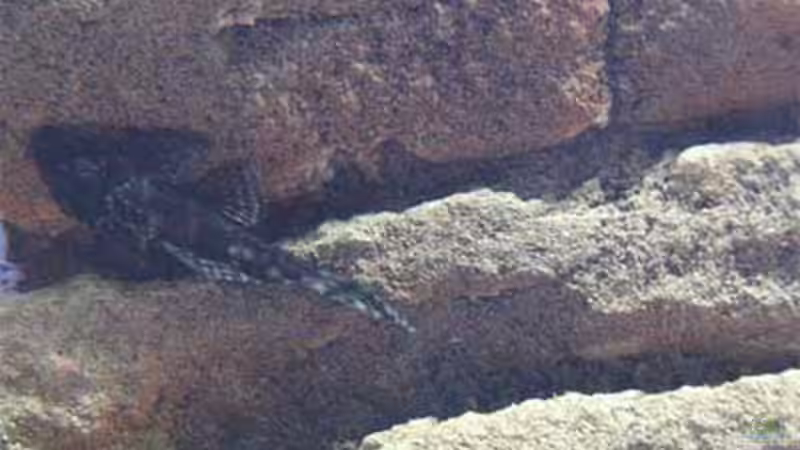 Besatz im Aquarium Becken 1548 von Roland Meyer (15)