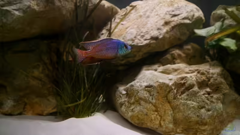 Besatz im Aquarium Becken 1549 von Thomas Zeiser (5)