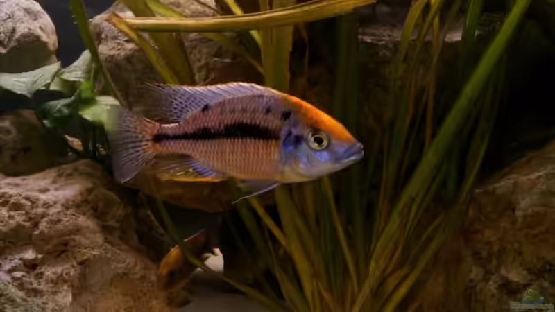 Besatz im Aquarium Becken 1549 von Thomas Zeiser (6)