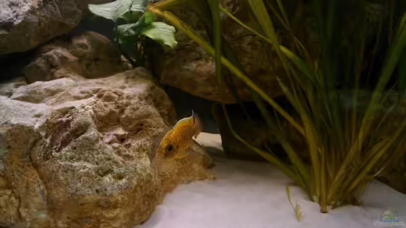 Besatz im Aquarium Becken 1549 von Thomas Zeiser (7)