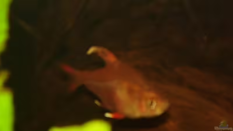 Besatz im Aquarium Becken 15512 von Yogybär (17)