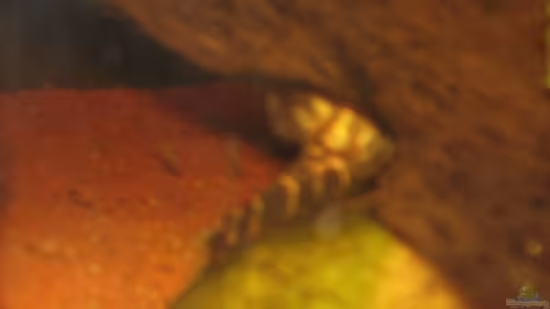 Besatz im Aquarium Becken 15512 von Yogybär (19)