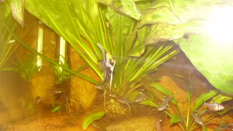 Besatz im Aquarium Becken 15512 von Yogybär (22)