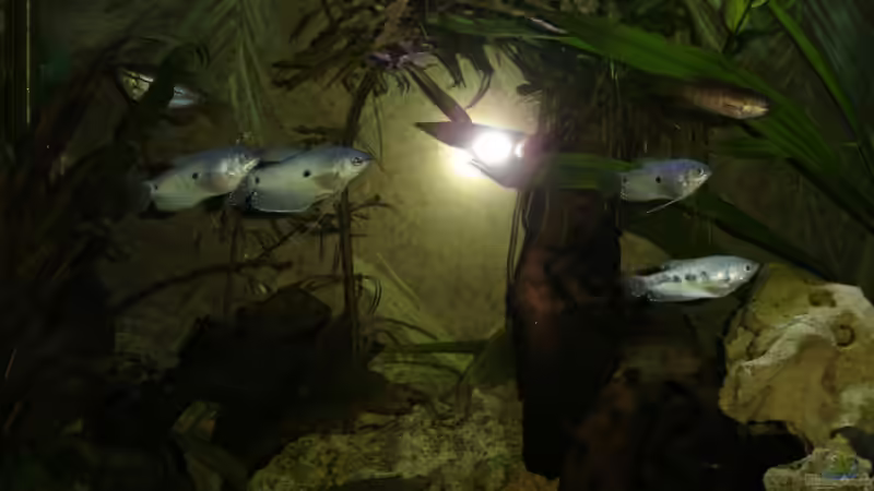 Besatz im Aquarium Becken 1553 von Alexander Pickl (3)