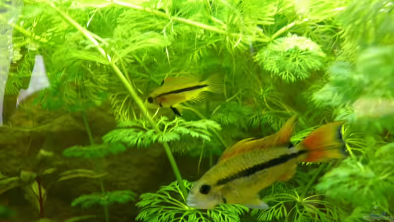 Besatz im Aquarium Becken 15557 von Manuel Betz (9)