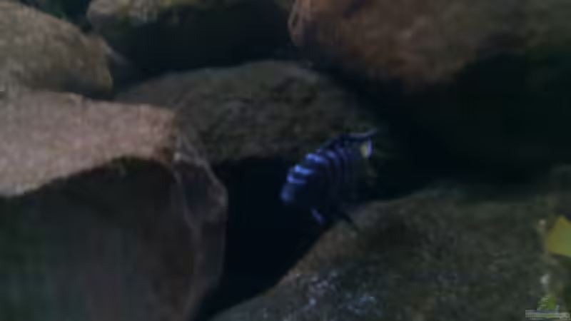 Besatz im Aquarium Becken 15567 nur noch als Beispiel von Robert Verhülsdonk (19)