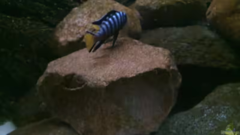 Besatz im Aquarium Becken 15567 nur noch als Beispiel von Robert Verhülsdonk (22)