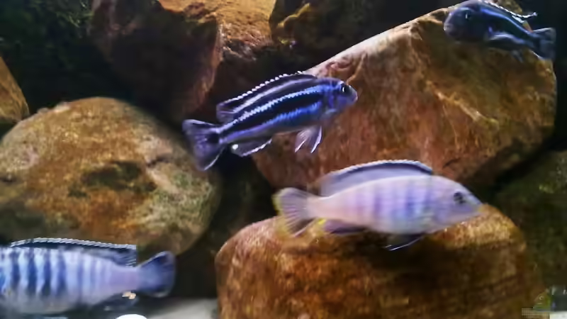 Besatz im Aquarium Becken 15567 nur noch als Beispiel von Robert Verhülsdonk (25)