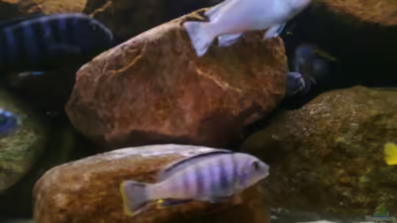 Besatz im Aquarium Becken 15567 nur noch als Beispiel von Robert Verhülsdonk (27)