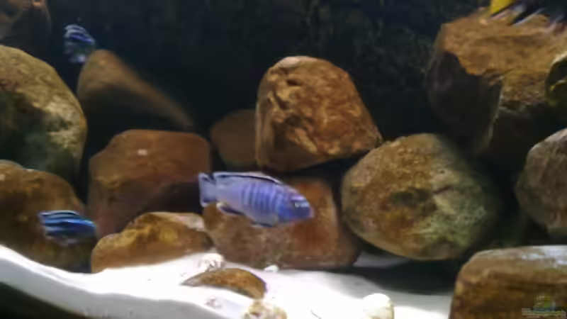 Besatz im Aquarium Becken 15567 nur noch als Beispiel von Robert Verhülsdonk (29)