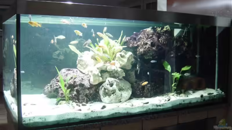 Besatz im Aquarium Becken 1558 von Michael Heinrich (11)