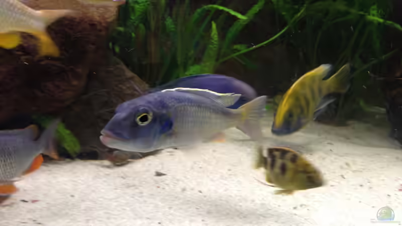 Besatz im Aquarium Becken 15606 von Günni (12)