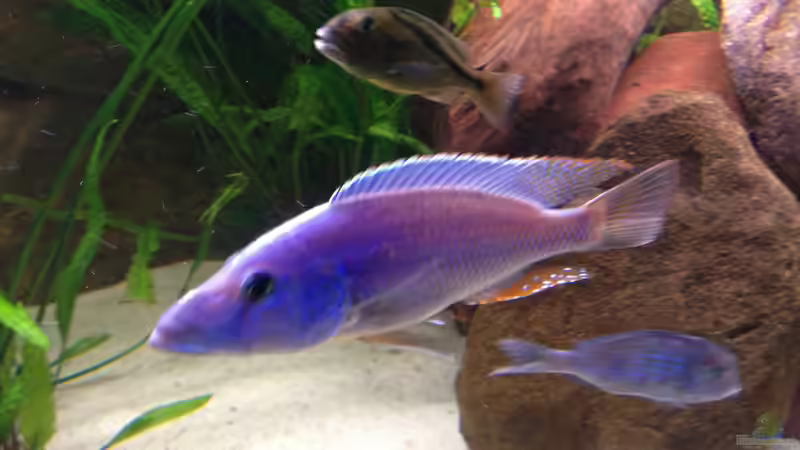 Besatz im Aquarium Becken 15606 von Günni (13)