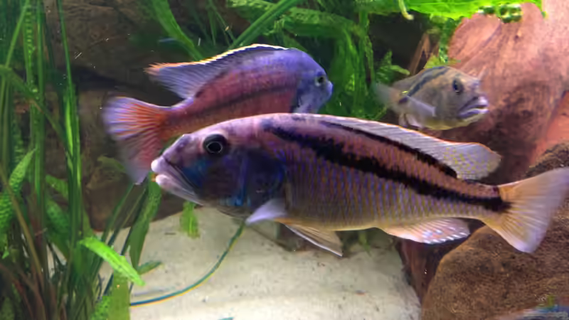 Besatz im Aquarium Becken 15606 von Günni (14)