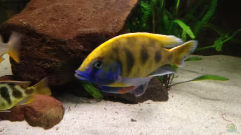 Besatz im Aquarium Becken 15606 von Günni (15)