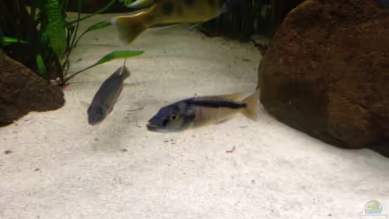 Besatz im Aquarium Becken 15606 von Günni (16)