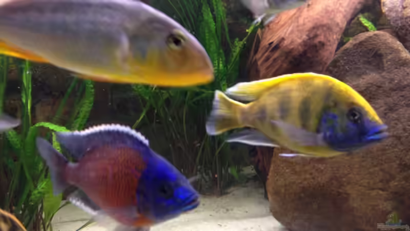 Besatz im Aquarium Becken 15606 von Günni (9)