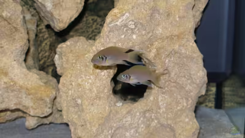 Besatz im Aquarium Becken 1568 von Klaus Lange (7)