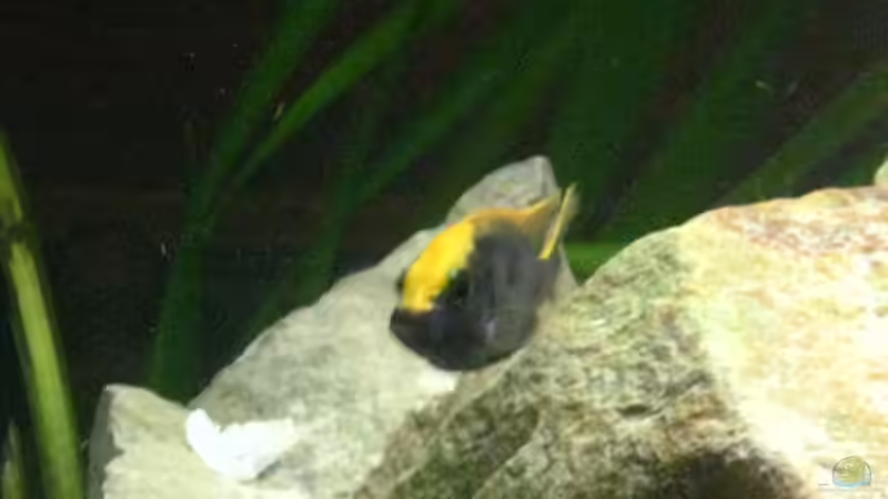 Besatz im Aquarium Becken 15694 von Sebastian Kühne (14)