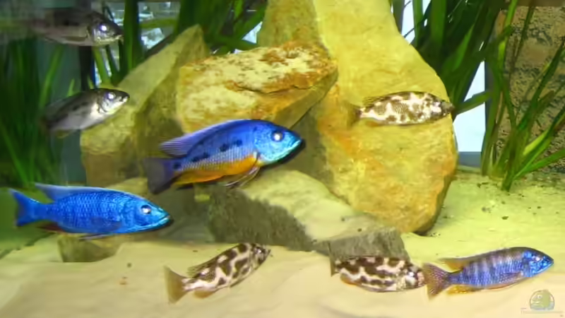 Besatz im Aquarium Becken 15694 von Sebastian Kühne (15)